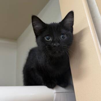 Kimchi -  Domestic Short Hair Cat Available for Adoption in Spanish Fork, Utah - Kimchi | PetCurious