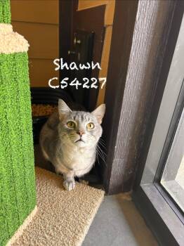 British Shorthair Cats Available for Adoption in Clarksville, Tennessee - Shawn | PetCurious