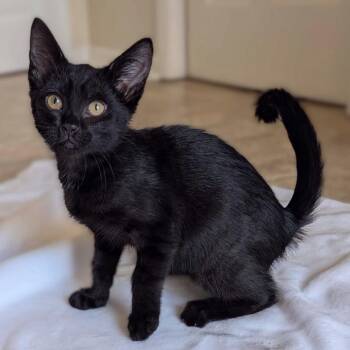 Alex -  Domestic Short Hair Cat for Adoption in Huntsville, Alabama - Alex | PetCurious
