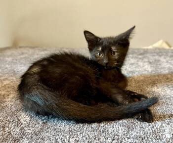 Tortoiseshell Cats Available for Adoption - Guava * | PetCurious