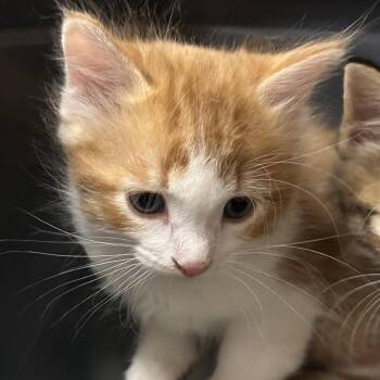 Comet -  Domestic Short Hair Cat for Adoption in Durango, Colorado - Comet | PetCurious