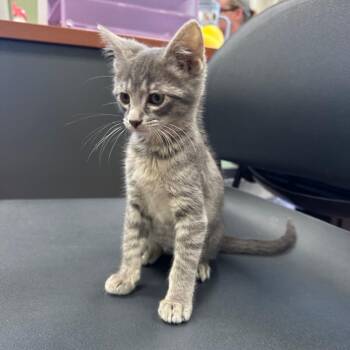 Dabhi (Dah-vee) -  Domestic Short Hair Cat for Adoption in Milan, Illinois - Dabhi (Dah-vee) | PetCurious