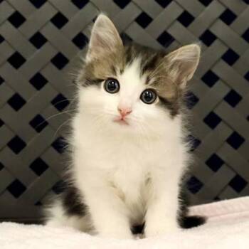 Domestic Short Hair Cats Available for Adoption in Midland, Texas - Tigerlily | PetCurious