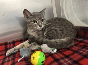 Beetlejuice -  Domestic Short Hair Cat for Adoption in New Orleans, Louisiana - Beetlejuice | PetCurious