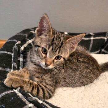 Kitten Daisy -  Tabby and Domestic Short Hair Cat for Adoption in Cuyahoga Falls, Ohio - Kitten Daisy | PetCurious