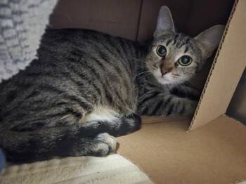 Domestic Short Hair Cats Available for Adoption in Westland, Michigan - Double Noodle | PetCurious
