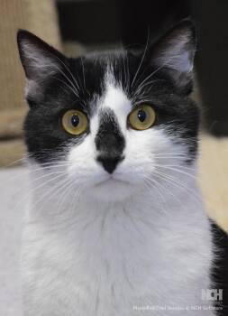 Domestic Short Hair Cats Available for Adoption - Wappapello | PetCurious