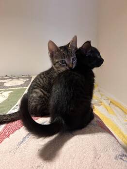 Domestic Short Hair Cats Available for Adoption - Billie And Justin | PetCurious