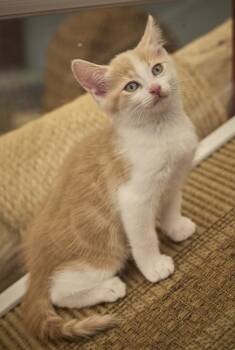 Biscuit -  Domestic Short Hair Cat for Adoption in Santa Barbara, California - Biscuit | PetCurious