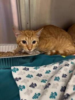 MORGAN -  Domestic Short Hair Cat for Adoption in Louisville, Kentucky - MORGAN | PetCurious