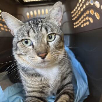 Badger -  Domestic Short Hair Cat for Adoption in West Palm Beach, Florida - Badger | PetCurious