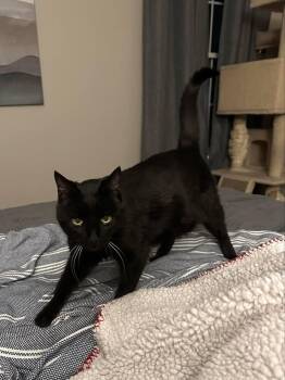 Rescue Domestic Medium Hair Cats for Adoption in Springfield, Missouri - Inky | PetCurious