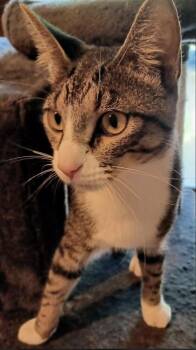Rescue Domestic Short Hair Cats for Adoption in Monticello, Minnesota - Truffle | PetCurious