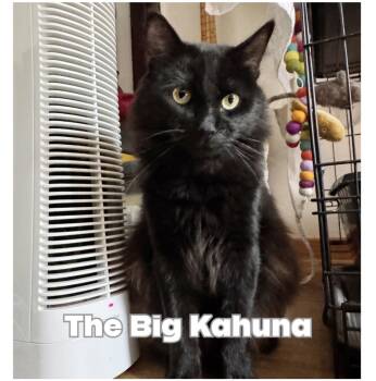 The Big Kahuna -  Domestic Medium Hair Cat for Adoption in Victorville, California - The Big Kahuna | PetCurious
