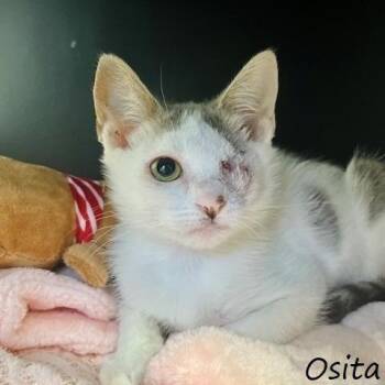 Osita -  Domestic Short Hair Cat for Adoption in Yucaipa, California - Osita | PetCurious