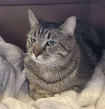 Domestic Short Hair Cats Available for Adoption in Ogdensburg, New York - Dobby | PetCurious