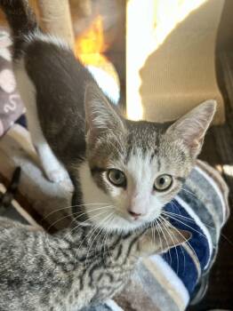 Delilah -  Domestic Short Hair Cat for Adoption in Warrington, Pennsylvania - Delilah | PetCurious