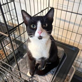 Ori -  American Shorthair Cat Available for Adoption in Bethel, Connecticut - Ori | PetCurious