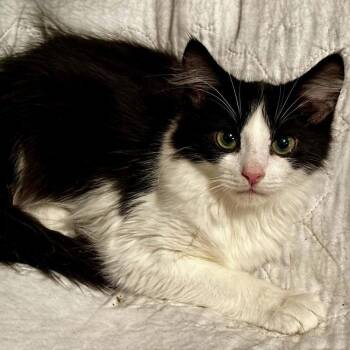 Jonathan -  Domestic Long Hair Cat for Adoption in Whitestown, Indiana - Jonathan | PetCurious