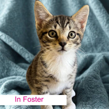 Rescue Domestic Short Hair Cats for Adoption in Chapel Hill, North Carolina - Hudson | PetCurious