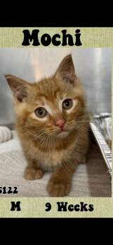 American Shorthair Cats Available for Adoption in Marvin, North Carolina - Mochi | PetCurious