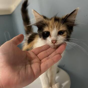 Gillian -  Domestic Medium Hair Cat for Adoption in Chattanooga, Tennessee - Gillian | PetCurious