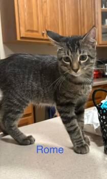 Rome -  Domestic Short Hair Cat for Adoption in Mokena, Illinois - Rome | PetCurious