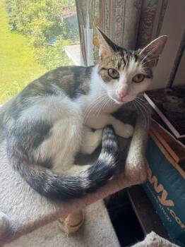 Rescue Domestic Short Hair Cats for Adoption in Catasauqua, Pennsylvania - Cara | PetCurious