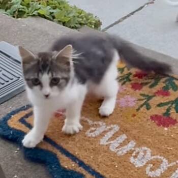 Nimbus -  Domestic Long Hair Cat for Adoption in Moses Lake, Washington - Nimbus | PetCurious