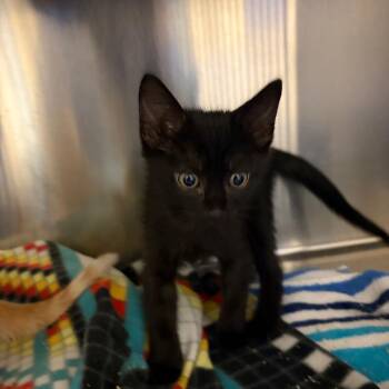 Fern -  Domestic Short Hair Cat for Adoption in Sarasota, Florida - Fern | PetCurious