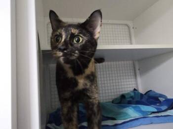 Rescue Calico Cats for Adoption in Berwyn Heights, Maryland - Luna | PetCurious