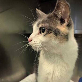 Yuffie -  Domestic Short Hair Cat for Adoption in Dayton, Ohio - Yuffie | PetCurious