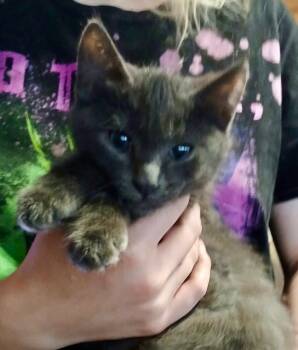 Rescue American Shorthair Cats for Adoption in Lake Arrowhead, California - Graystripe | PetCurious