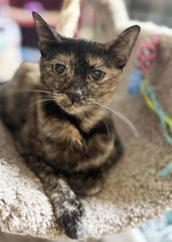 Tortoiseshell and Domestic Short Hair Cats Available for Adoption in Chandler, Arizona - Milan Bates | PetCurious