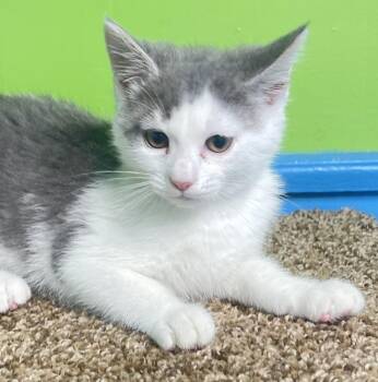 Grayson -  Domestic Medium Hair Cat for Adoption in Columbus, Ohio - Grayson | PetCurious
