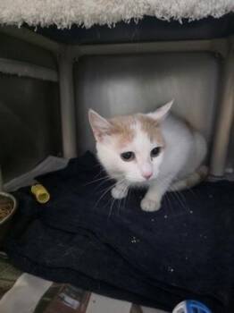 Nami -  Domestic Short Hair Cat for Adoption in Morristown, New Jersey - Nami | PetCurious