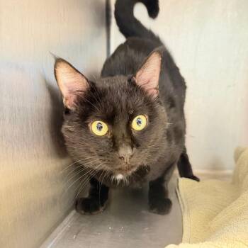 Jet -  Domestic Short Hair Cat for Adoption in Englewood, Florida - Jet | PetCurious