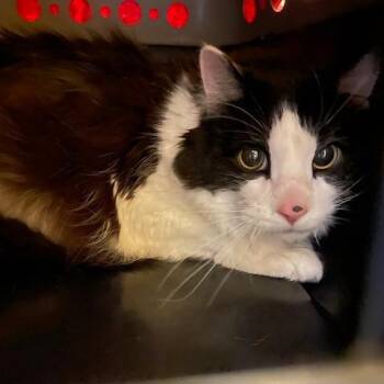 Heath -  Domestic Medium Hair Cat for Adoption in Pittsburgh, Pennsylvania - Heath | PetCurious