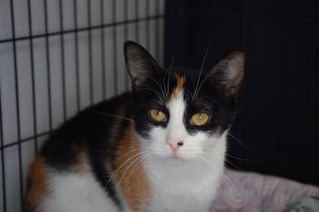 Shannon -  Calico Cat for Adoption in Claresholm, Alberta - Shannon | PetCurious