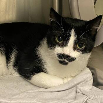 Lace -  Domestic Short Hair Cat for Adoption in Nashville, Tennessee - Lace | PetCurious