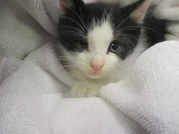 Domestic Medium Hair Cats Available for Adoption in Ocala, Florida - TOBEY | PetCurious