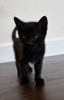 Erna -  Domestic Short Hair Cat for Adoption in San Jose, California - Erna | PetCurious