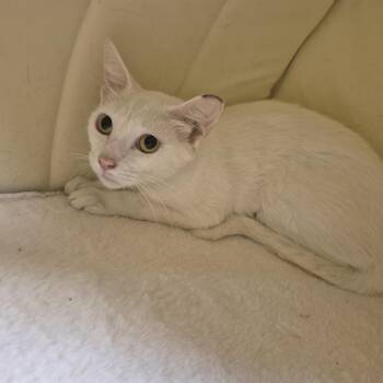 Domestic Short Hair Cats Available for Adoption in Schertz, Texas - Moraine | PetCurious
