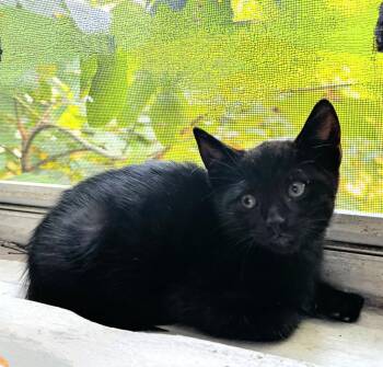 Rescue Domestic Short Hair Cats for Adoption in Syosset, New York - Carson | PetCurious