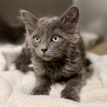Bashful -  Domestic Medium Hair Cat for Adoption in Jackson Township, New Jersey - Bashful | PetCurious