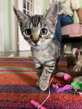 Tommie -  Tabby Cat for Adoption in San Antonio, Texas - Tommie | PetCurious