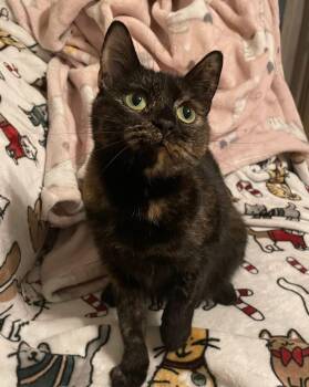 Rescue Domestic Short Hair Cats for Adoption in Westland, Michigan - Daisy | PetCurious