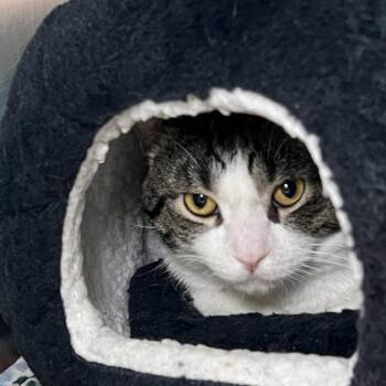 Oliver -  Domestic Short Hair Cat for Adoption in Matteson, Illinois - Oliver | PetCurious
