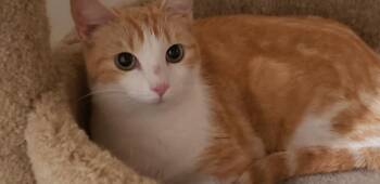 Domestic Short Hair Cats Available for Adoption - Sherbet | PetCurious