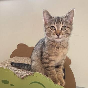 Twix -  Domestic Short Hair Cat for Adoption in Ottawa, Ontario - Twix | PetCurious